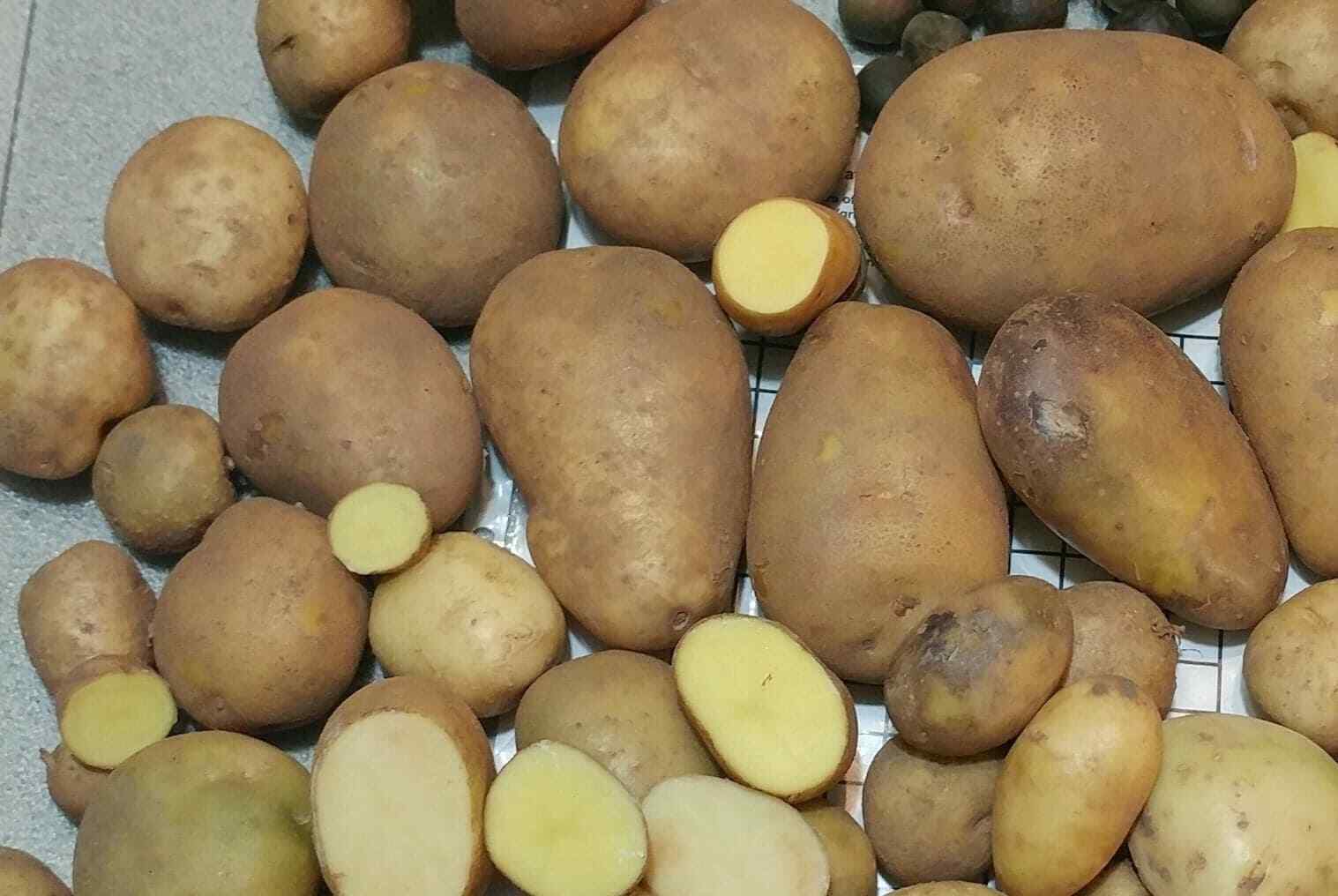 Yukon Gold TPS True Potato Seed 50 Organic Seeds Yellow Mix Potatoes Berry USA