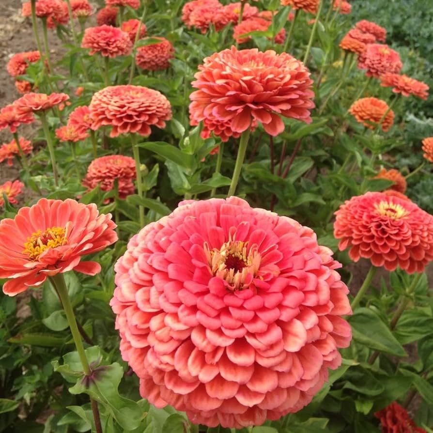Coral Zinnia Seeds 100+ Elegans Cut Flower USA FREE SHIPPING BUTTERFLIES BEES