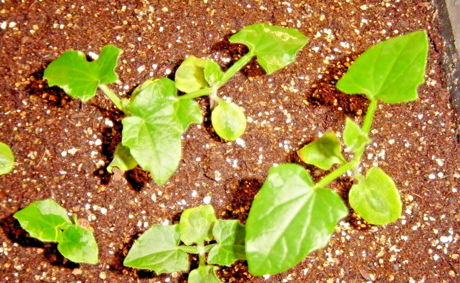 50+BLACK EYED SUSAN VINE Flower Seeds Flowering Vine Garden Patio Container Easy