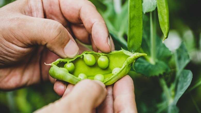 Sugar Snap Pea Seeds – Heirloom, Non-GMO, Sweet & Crunchy Garden Vegetable