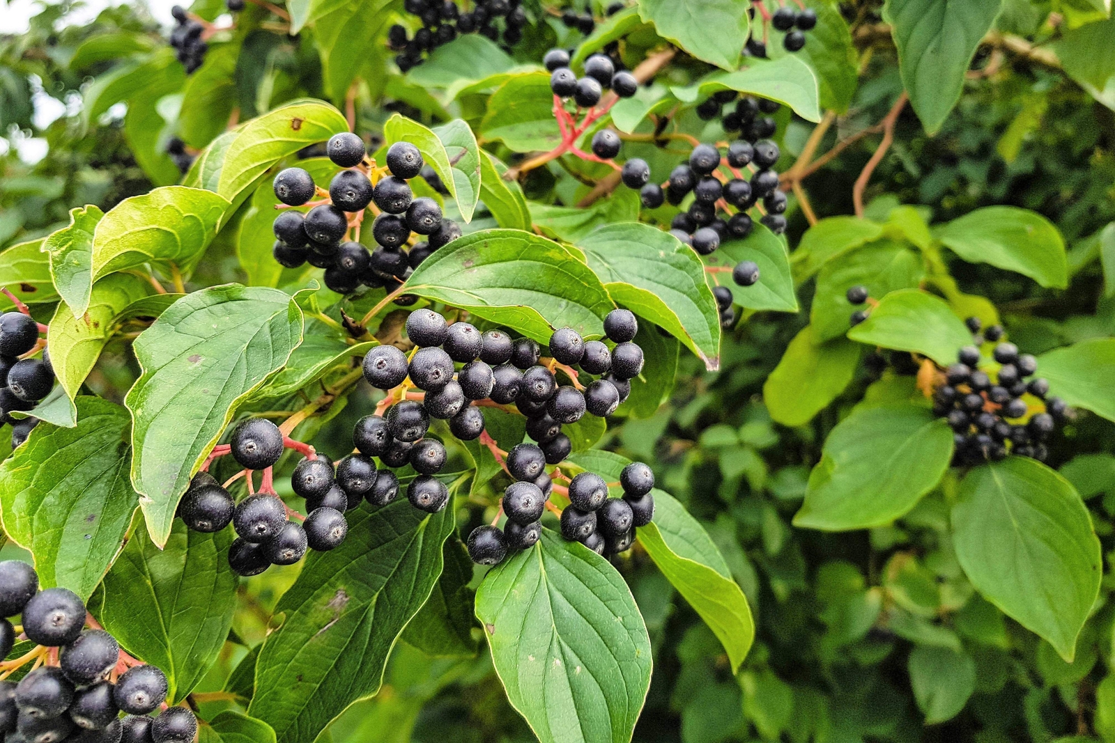 50 BLACK CHOKEBERRY Aronia Melanocarpa White Flower Shrub Seeds