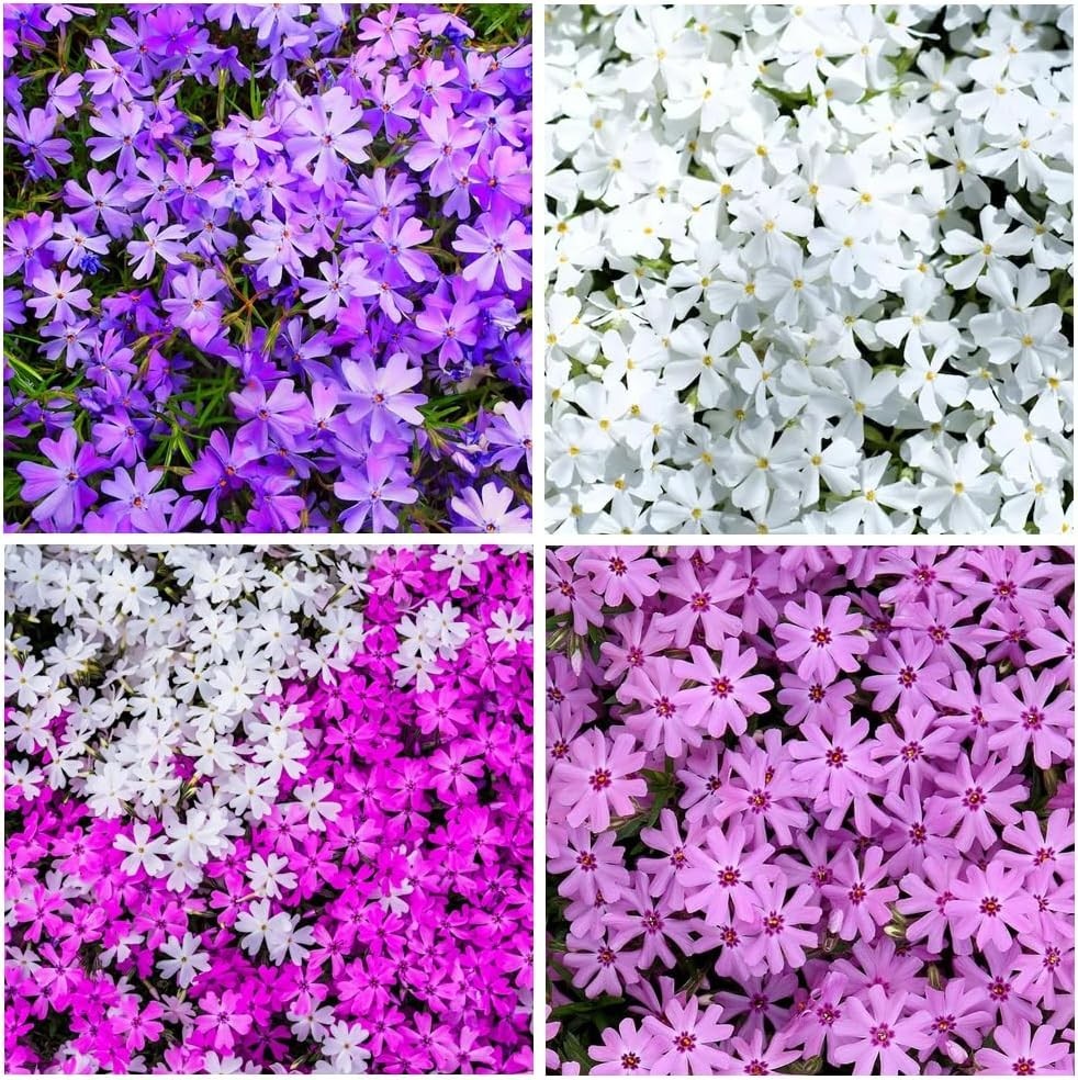 1100+ Annual Phlox Beauty Mix Seeds for Planting Outdoor-Creeping Phlox Ground C