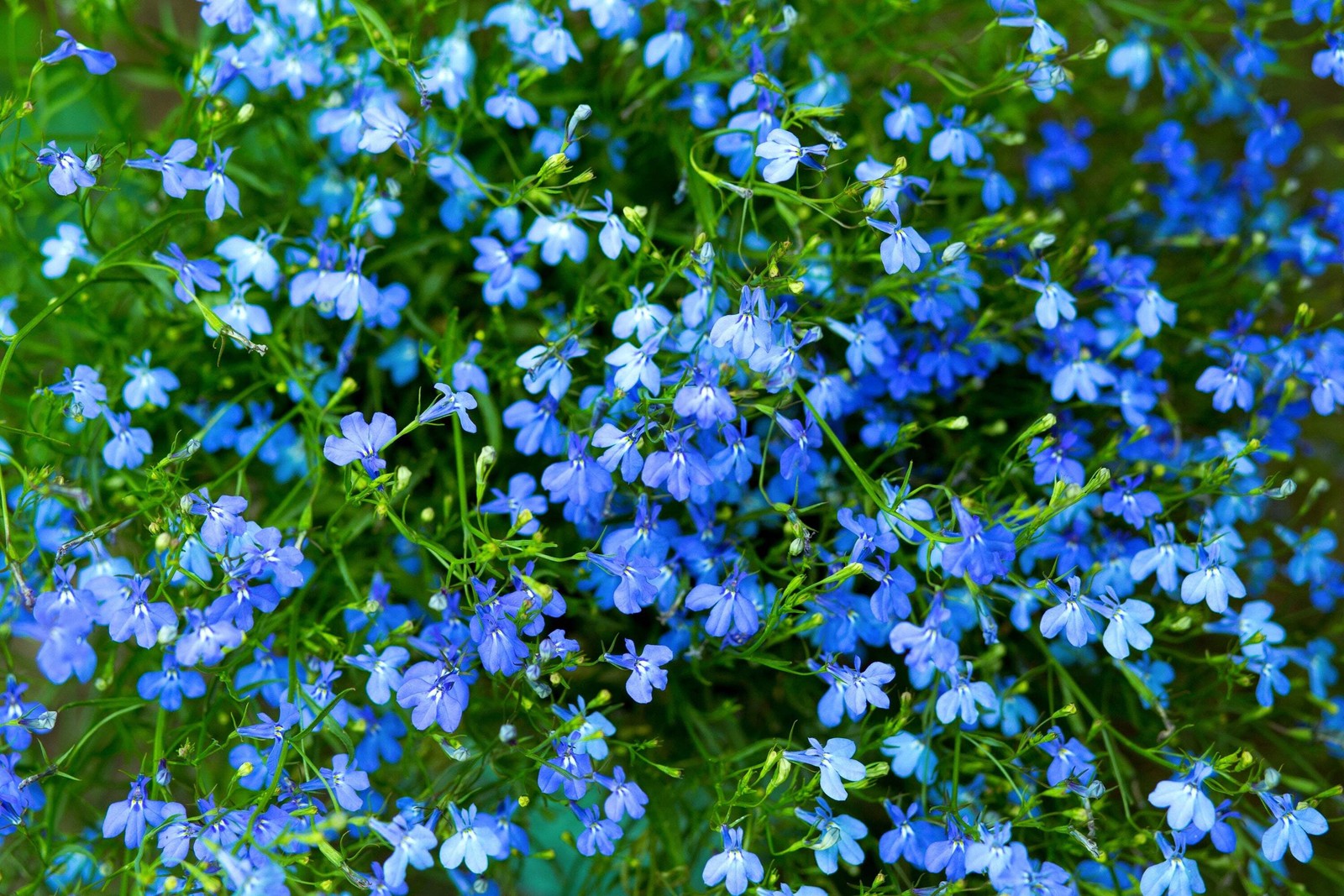 200 SKY BLUE LOBELIA Regatta Lobelia Erinus Flower Seeds