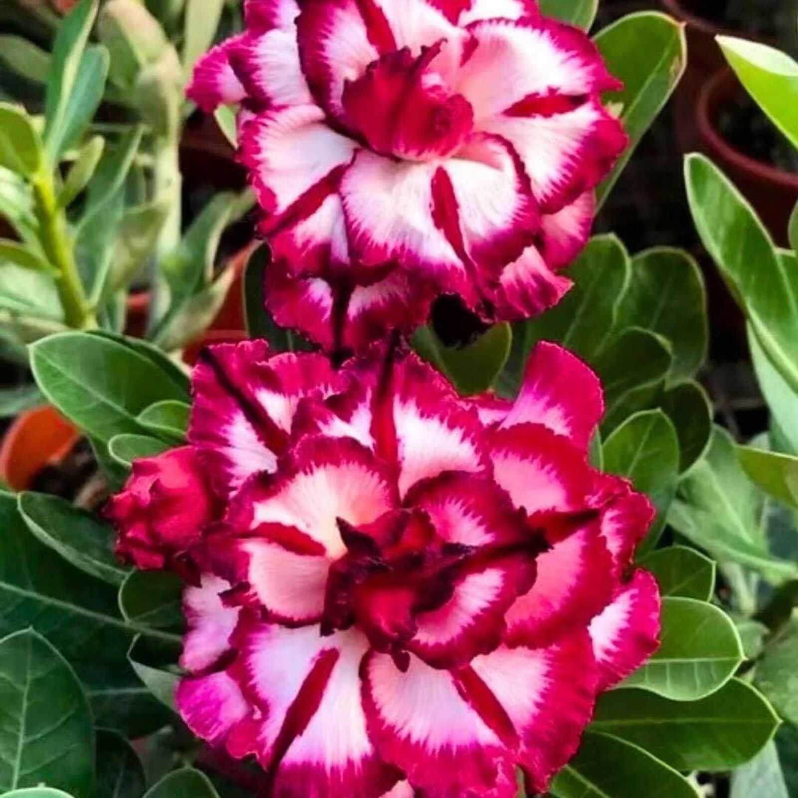 10 Magenta Cherry Desert Rose Seeds Adenium Obesum Flower Perennial Seed