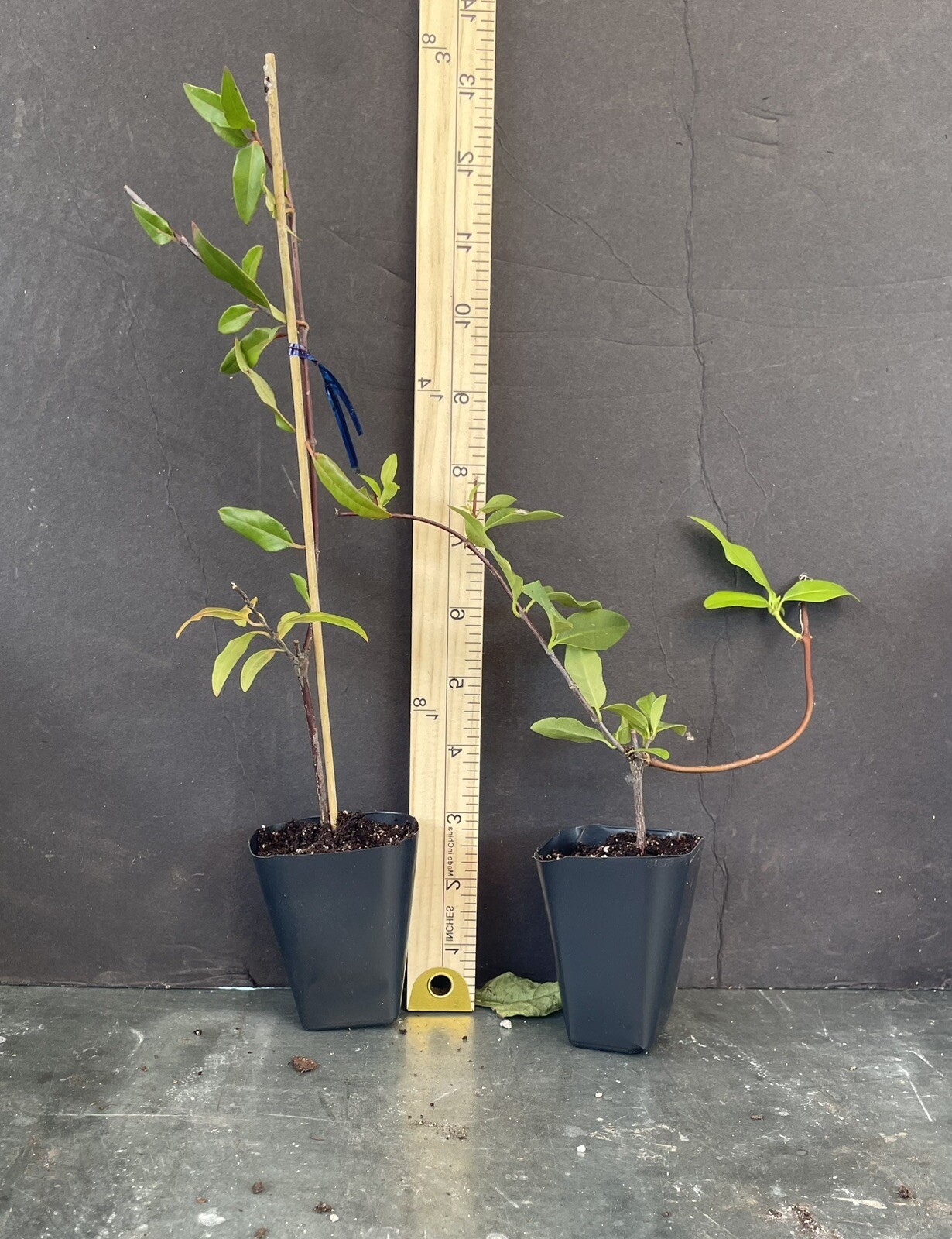 MARGARITA CAROLINA JESSAMINE~Yellow Jasmine~Gelsemium sempervirens~STARTER PLANT