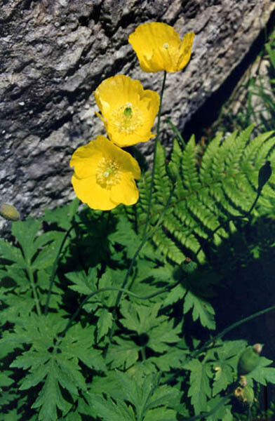 WELSH POPPY, 154+ SEEDS, ORANGE OR YELLOW FLOWERS BLOOMING IN SHADE, USA SELLER