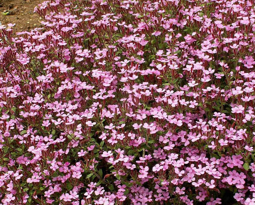 Groundcover ROCK SOAPWORT Groundcover Spreading Perennial Pink NonGMO 1000 Seeds