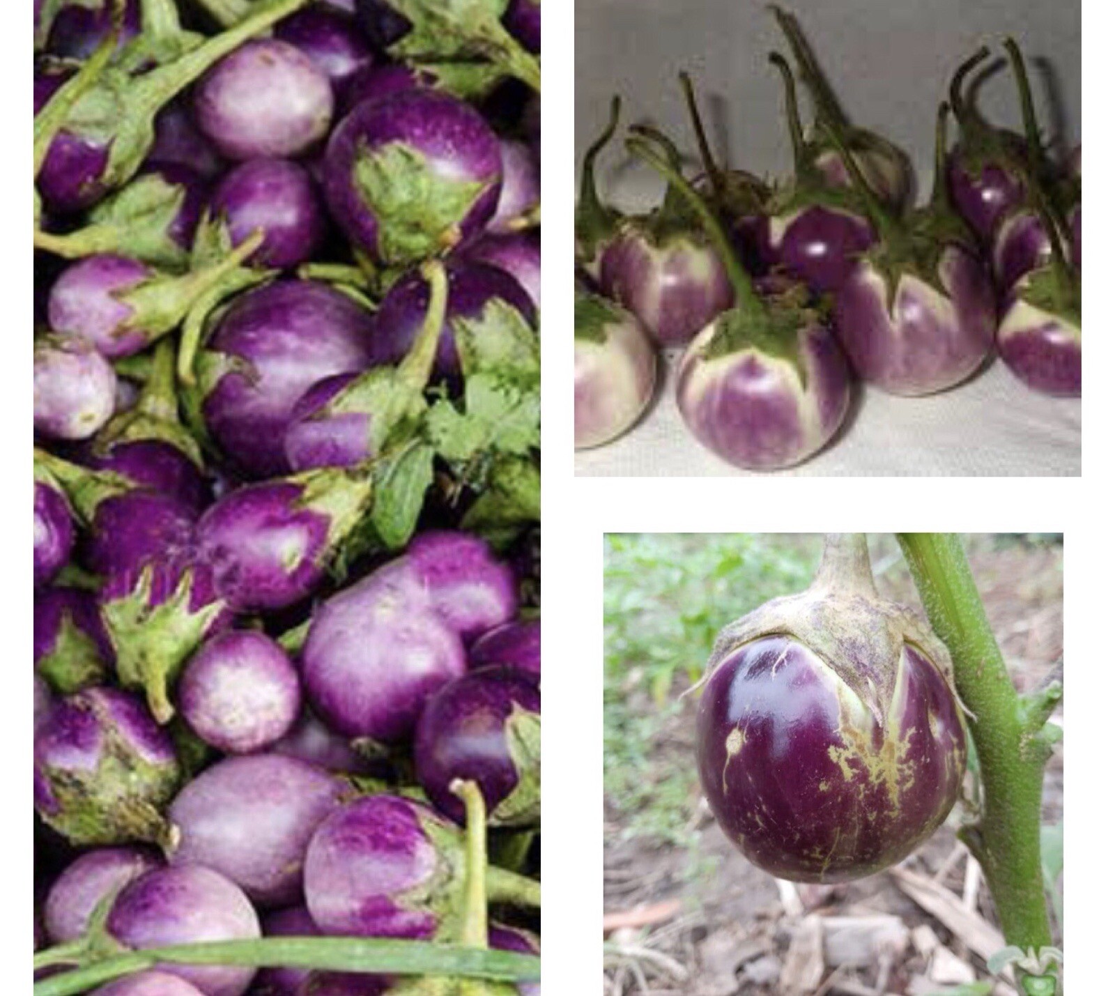 50+ SEEDS Thai ROUND PURPLE EGGPLANT/NON GMO Buy2get1Free