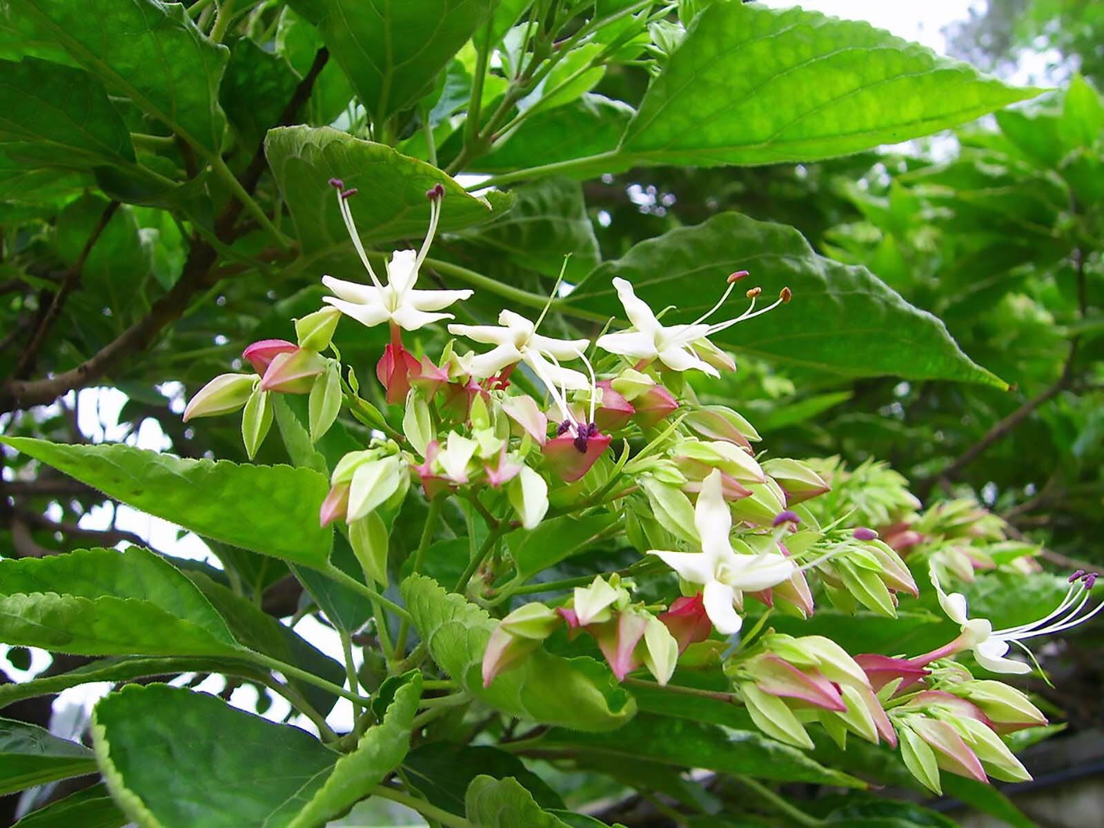 Harlequin Glorybower, Clerodendron trichotomum, Tree Seeds