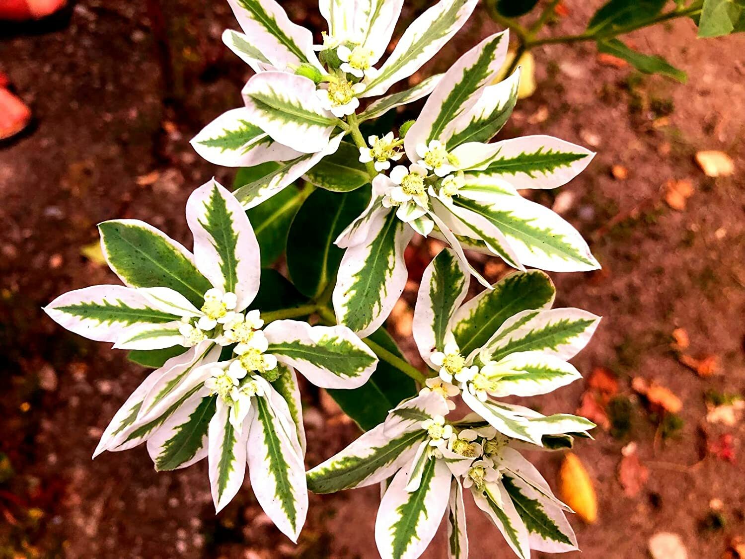 50+ Mountain Snow Flower Seeds for Planting – Euphorbia marginata
