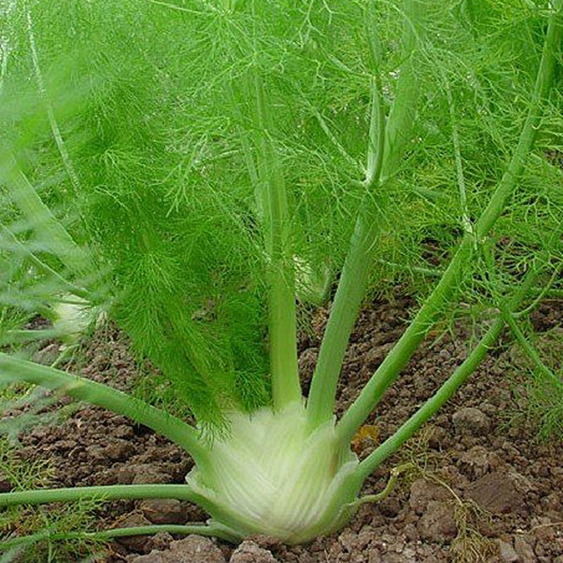 Florence Fennel Seeds, Anise Aroma, Finnochio, NON-GMO, FREE SHIPPING