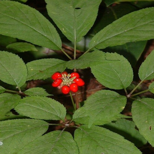Premium American Ginseng Seeds – Stratified Woodland Botanical – Harvested 2025
