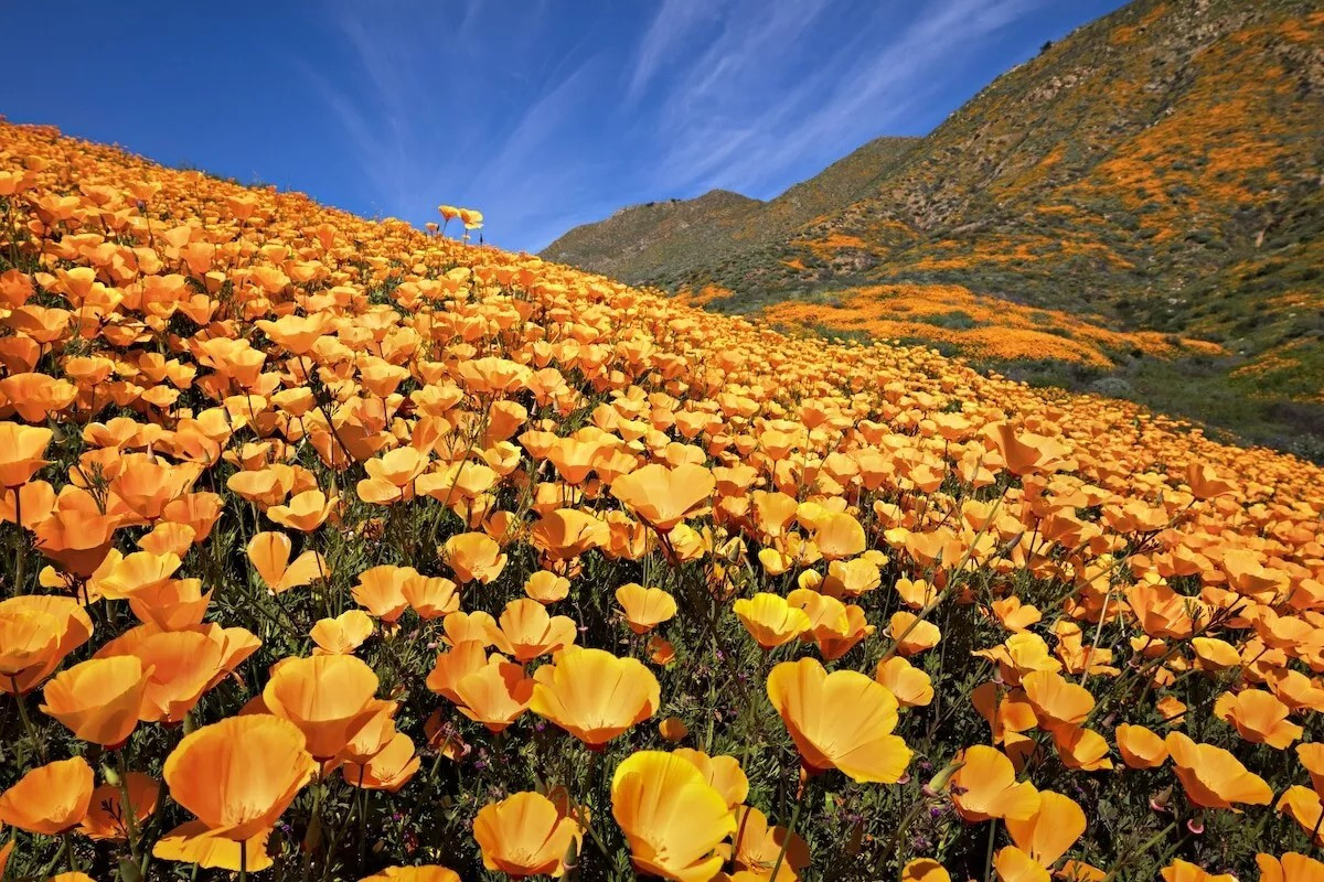 Poppy- California Orange- 1000+ Seeds