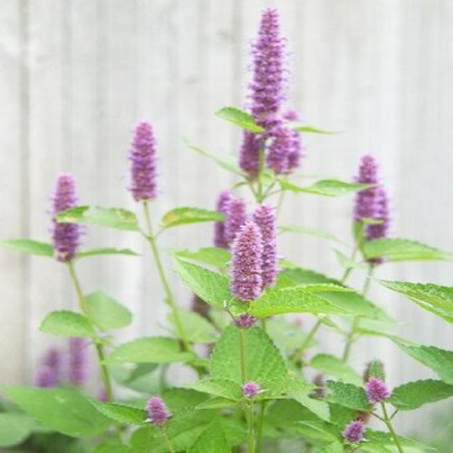 Hyssop Great Garden Herb BULK 10,000 Seeds ~ Medicinal ~ Aromatic ~