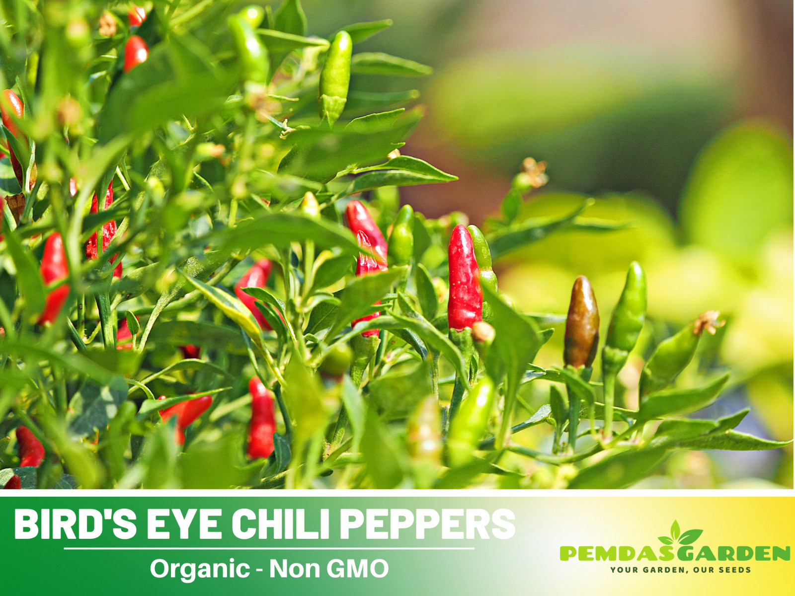 35 Seeds| Bird’s Eye Chili Peppers (Thai) Seeds#6039