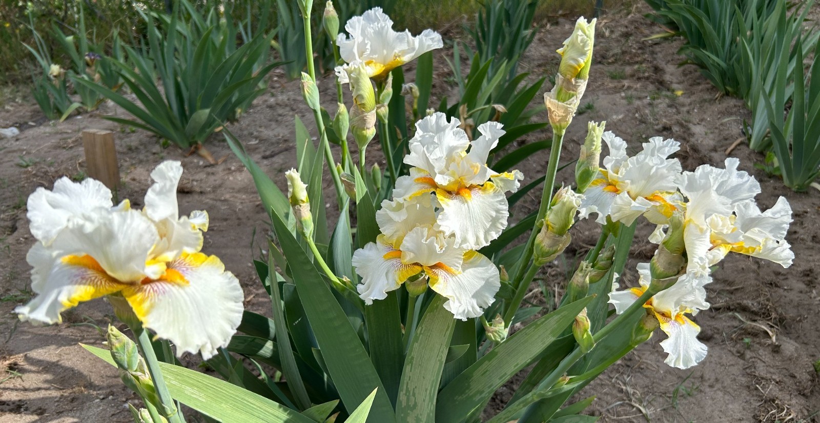 ‘Goldkist’ iris rhizome + gift, combined shipping $1 each additional