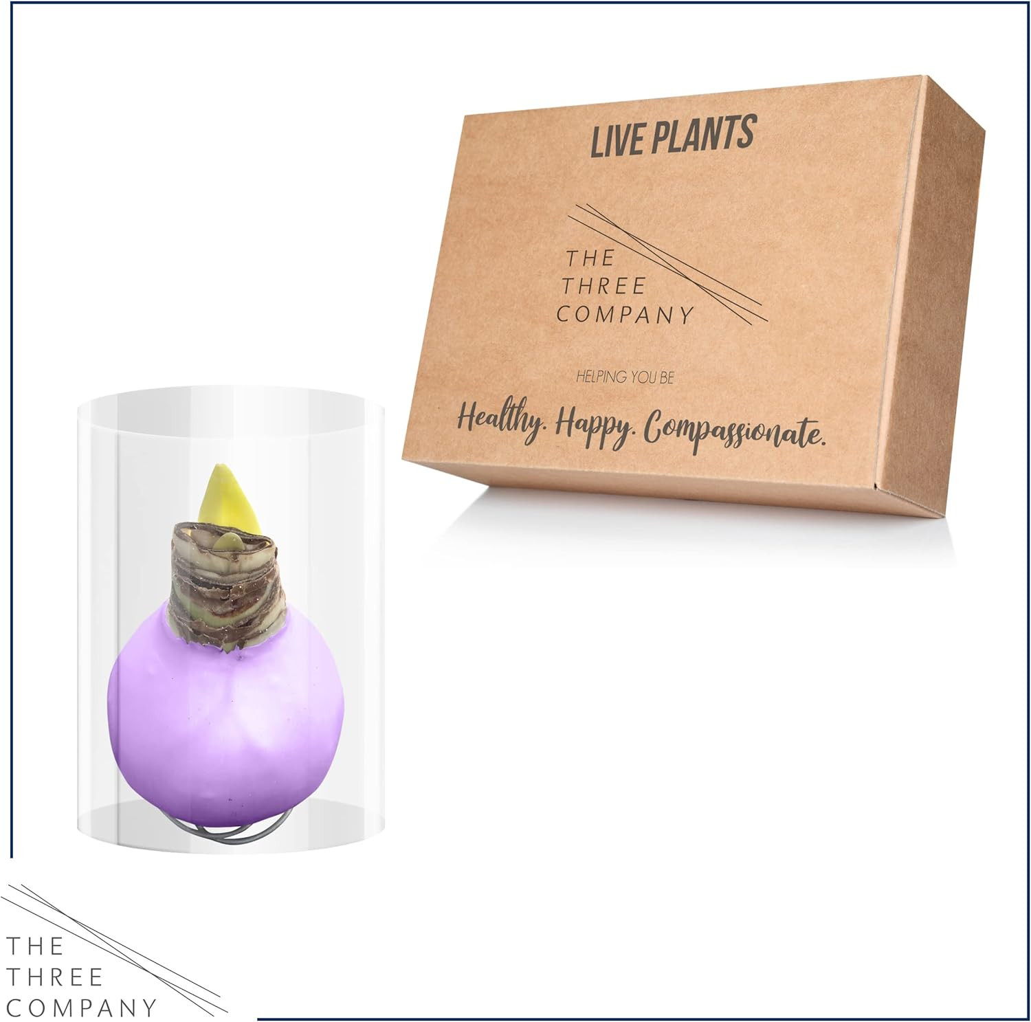 Waxed Amaryllis Bulb – Purple Wax, White Blooms – Easy Care – No Watering Needed
