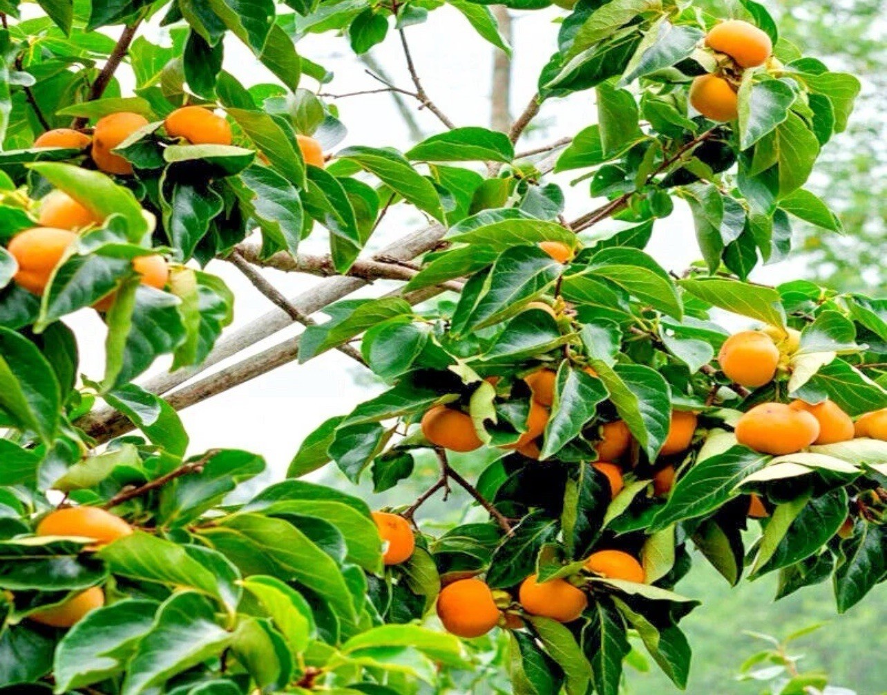 10 JAPANESE PERSIMMON TREE SEEDS (Diospyros Kaki) Asia Hardy Garden Fruit Plant