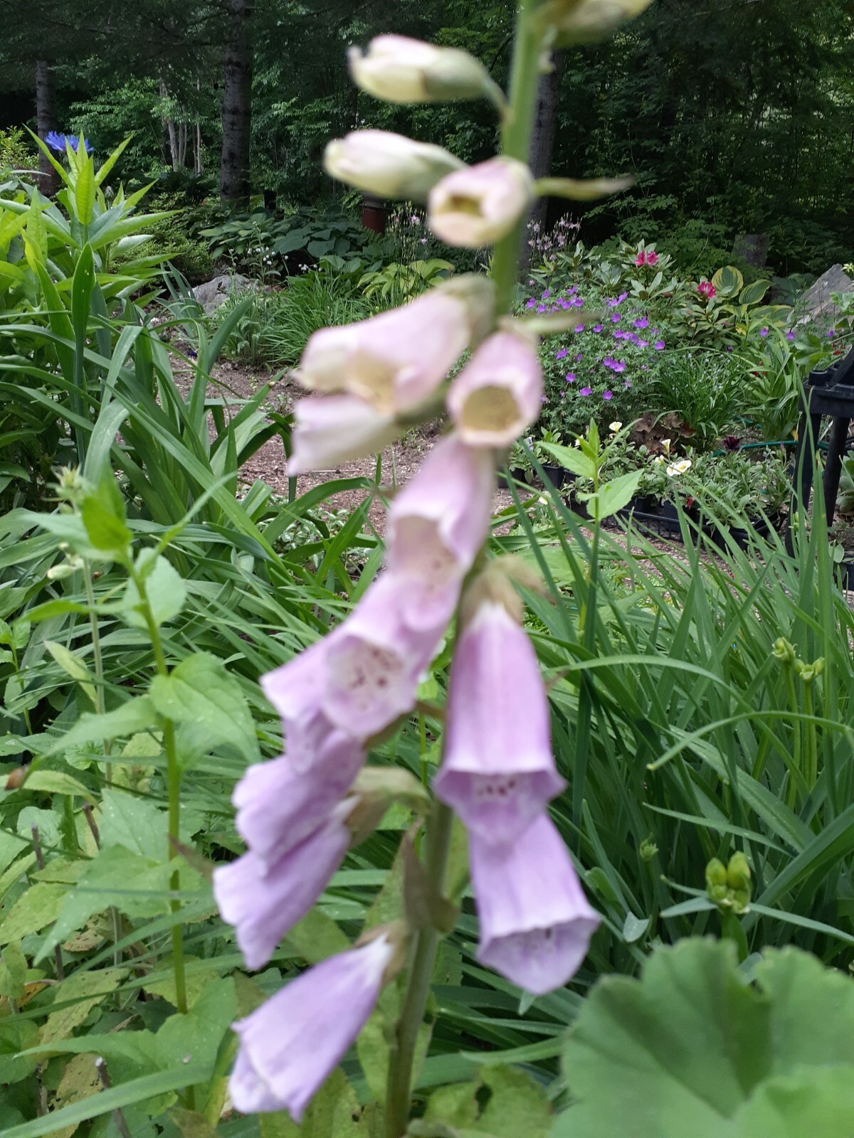 digitalis foxglove seed mix 50+ perennial seed