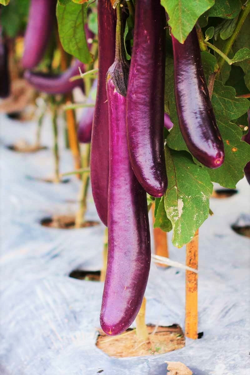 Purple Shine Chinese Eggplant Seeds | Long Aubergine Asian Vegetable Seeds 2024