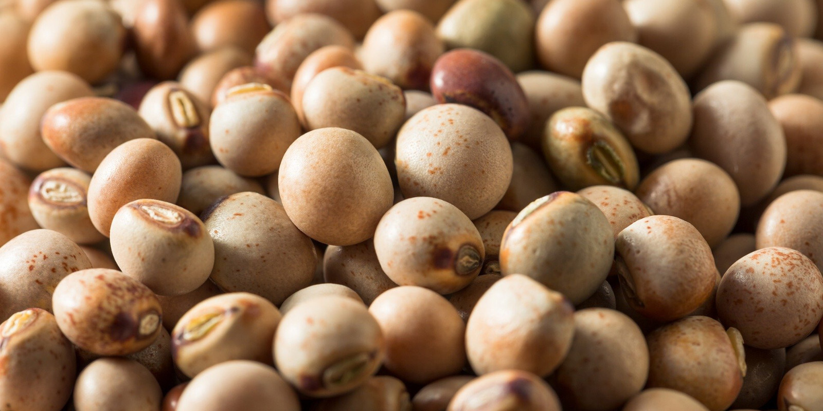 Pigeon Pea Seeds (25) / BUSH BEAN / HEIRLOOM / ORGANIC / FLORIDA GROWN
