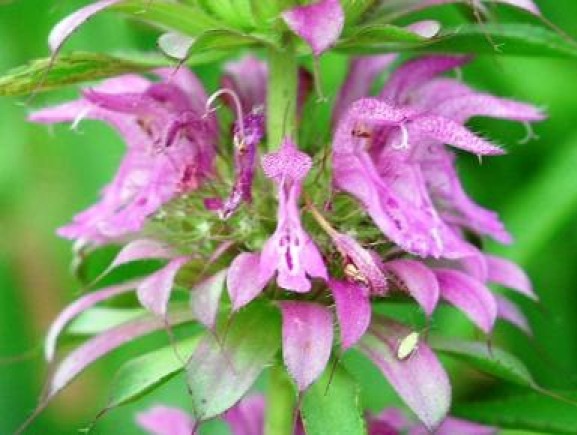 LEMON MINT FLOWER 100 FRESH SEEDS FREE SHIPPING “BEE BALM”