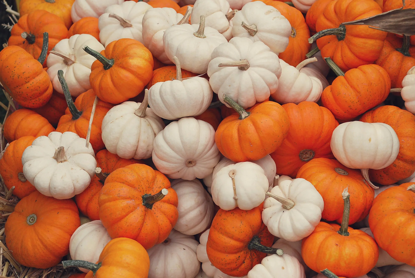 Mini Mix Pumpkin Seeds | White and Orange Untreated Baby Boo Little Seed 2023