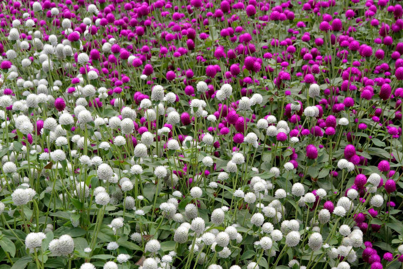 50 GLOBE AMARANTH MIX Gomphrena Globosa Mixed Colors Amaranthus Flower Seeds