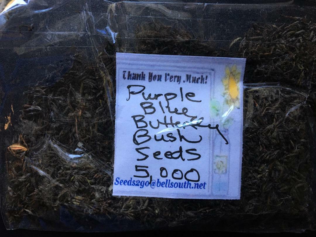 5,000 Purple/ Blue Butterfly Bush Seeds 1 PACK Approx., 5 oz Bags USA Seller