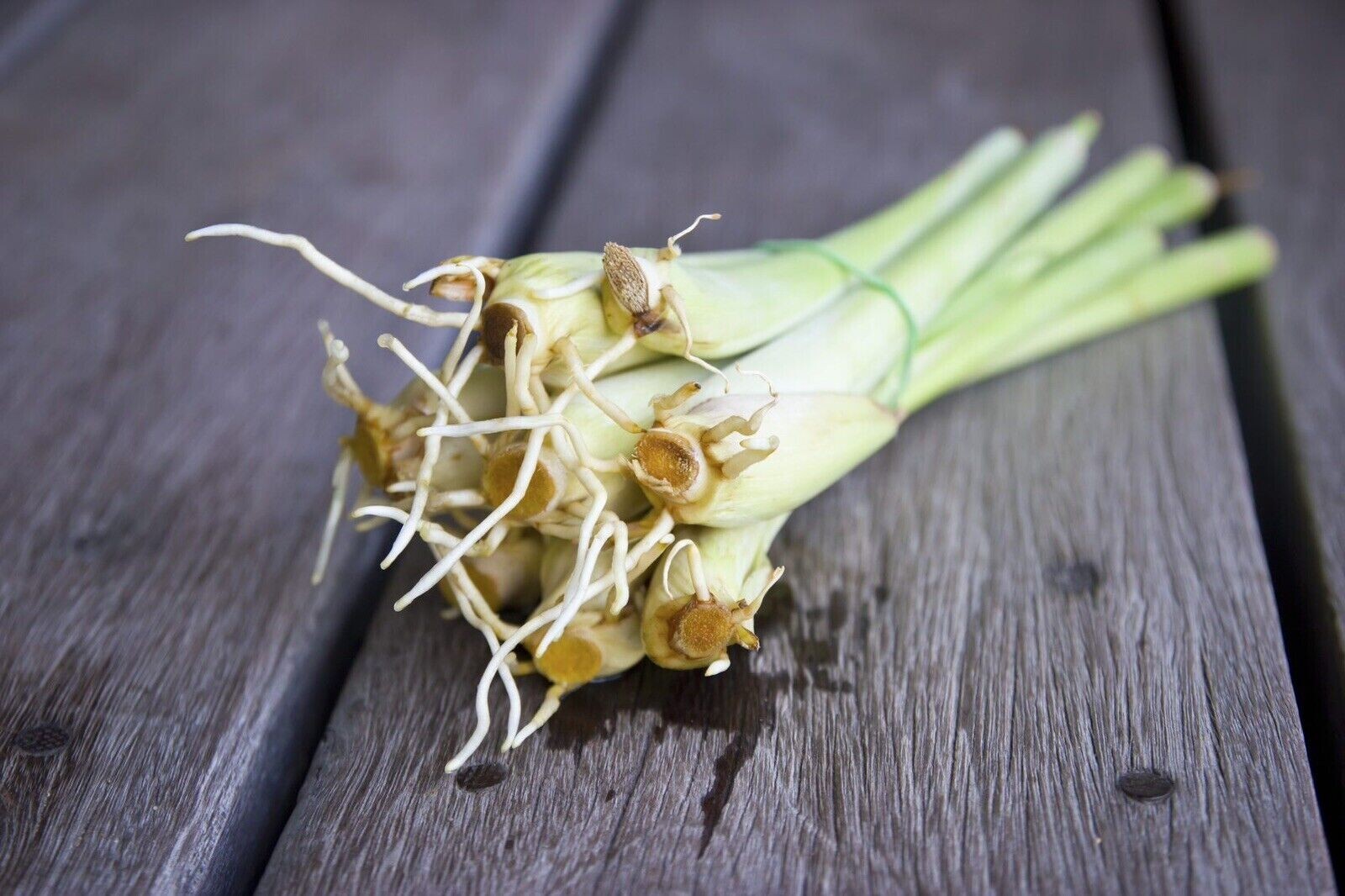 3 Lemongrass ROOTED Stalks, READY to PLANT, Mosquito Repellent Citronella