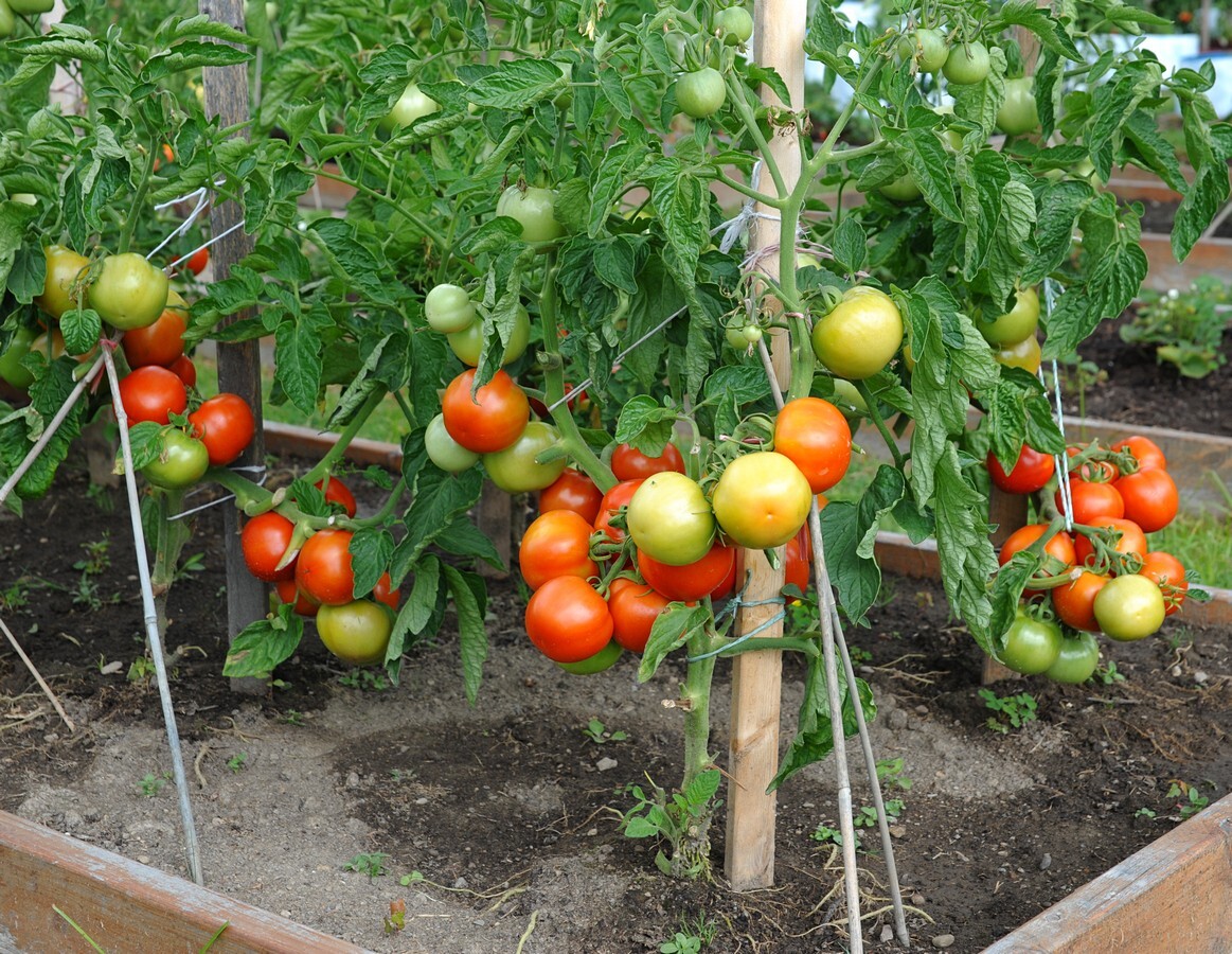 30 SIBERIAN EARLY TOMATO Seeds