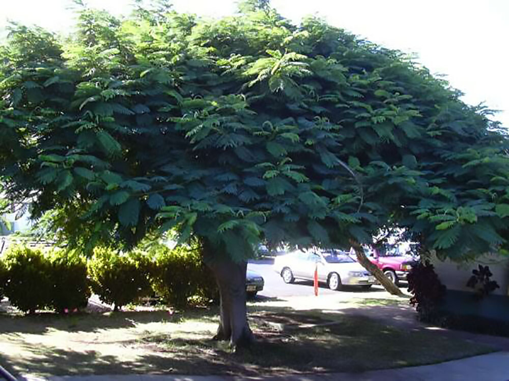 Royal Poinciana, Delonix regia, Tree Seeds