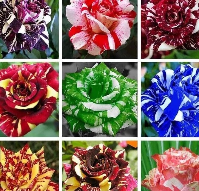50 Seeds of Each Striped Rose(450 total)- USA Seller- Free Shipping