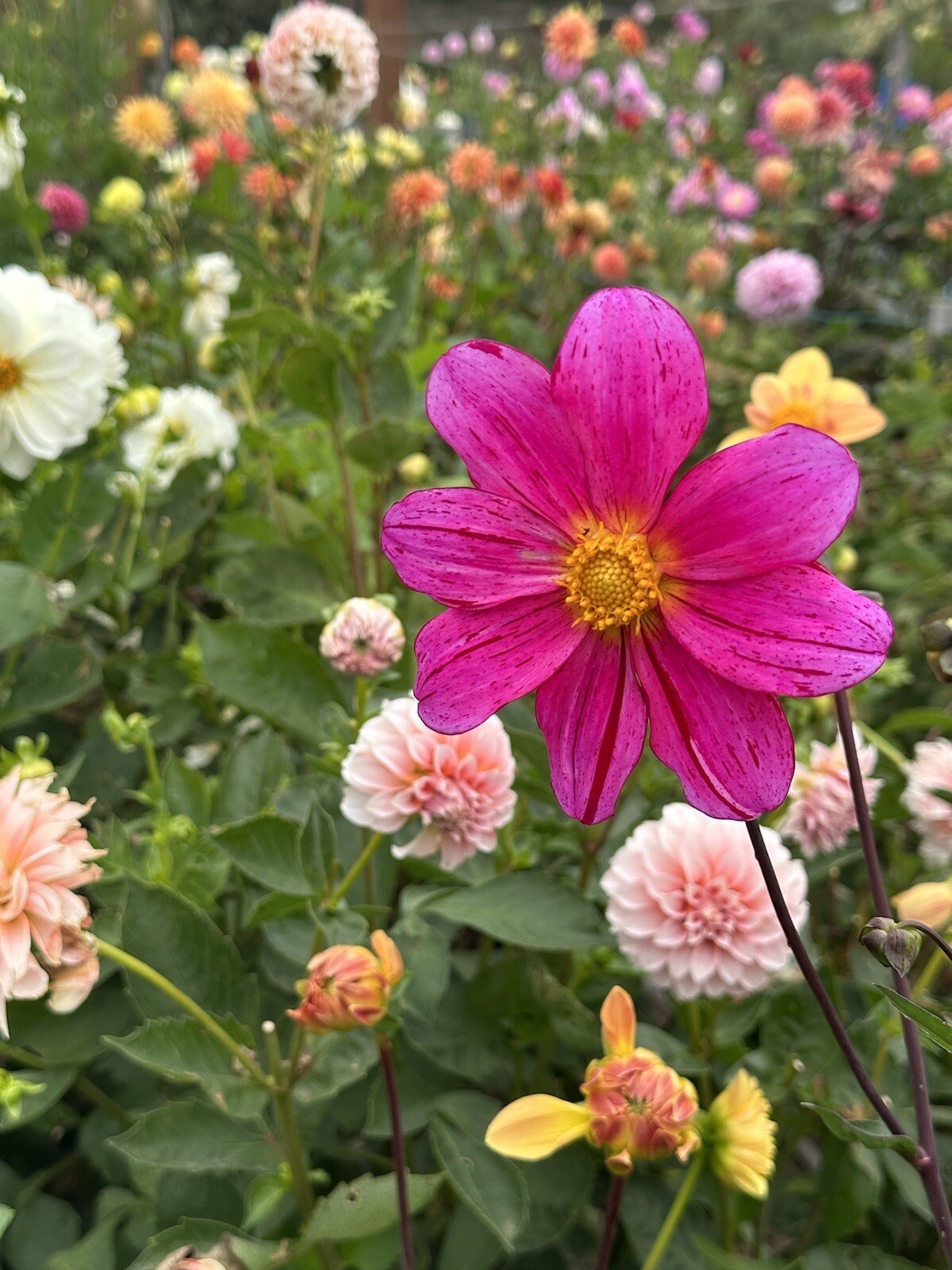 75+ DAHLIA SEEDS Open Pollinated XLNT Germination **Shipping US ONLY**