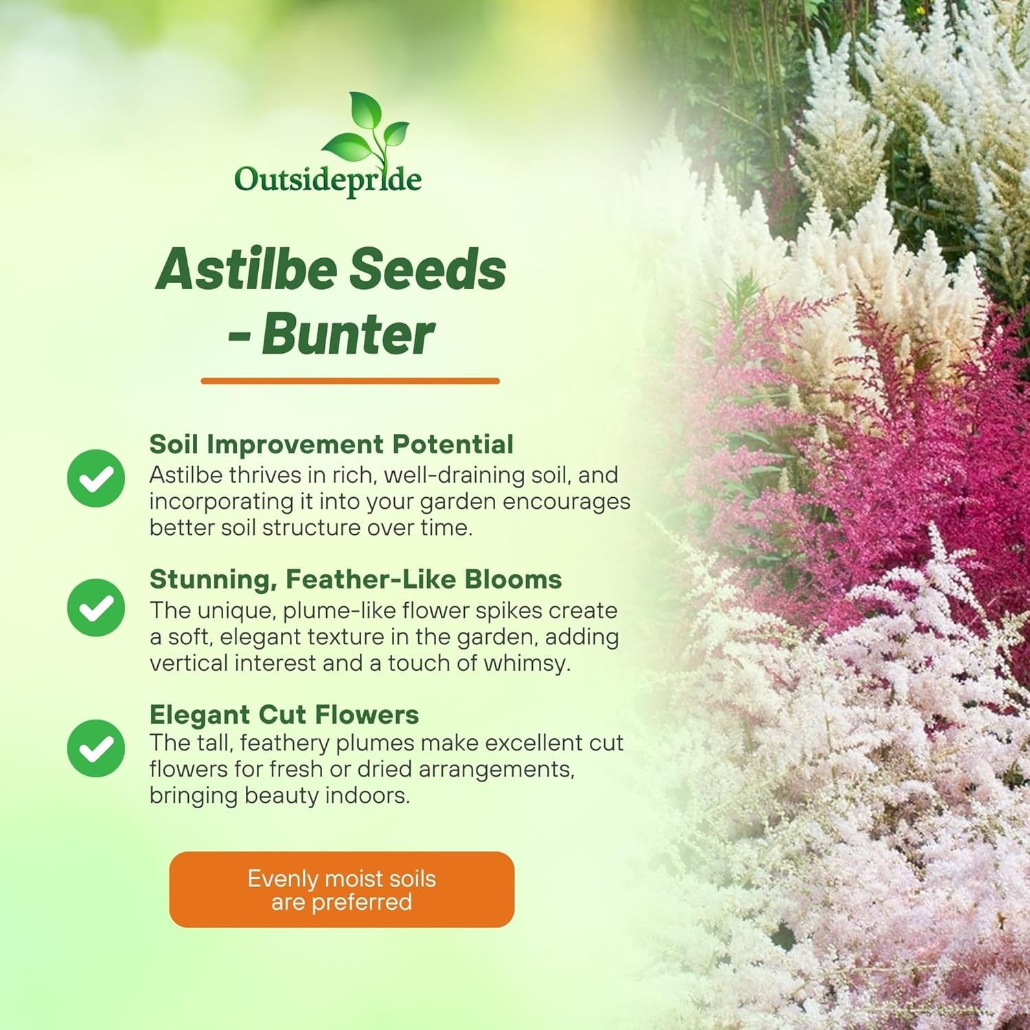 2000 Seeds Astilbe Seed Mix For Planting – Astilbe Arendsii Bunter Flower Seed
