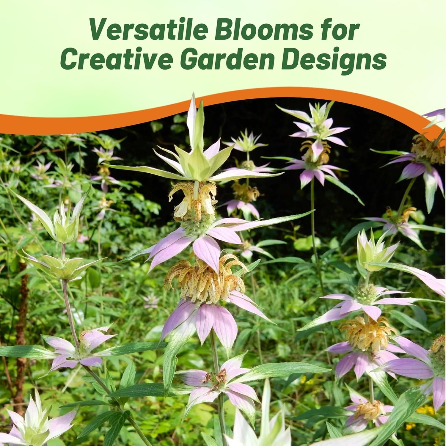 1000 Seeds Monarda Punctata Spotted Beebalm Horsemint Garden Flower Plant Seeds