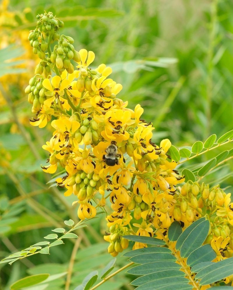 1 Wild Senna Plant hebecarpa/US Native/Organic/Deer Resistant