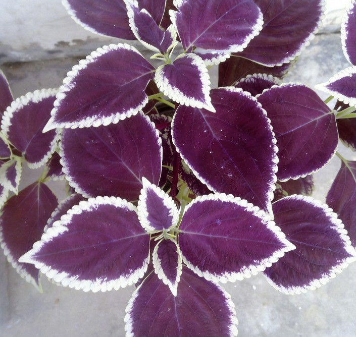 600+ Coleus Rainbow Mix Seeds