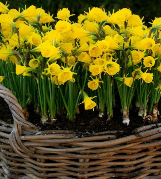 NARCISSUS BULBOCODIUM ‘GOLDEN BELLS’ DAFFODIL FLOWER BULBS~UNIQUE FRAGRANT BLOOM