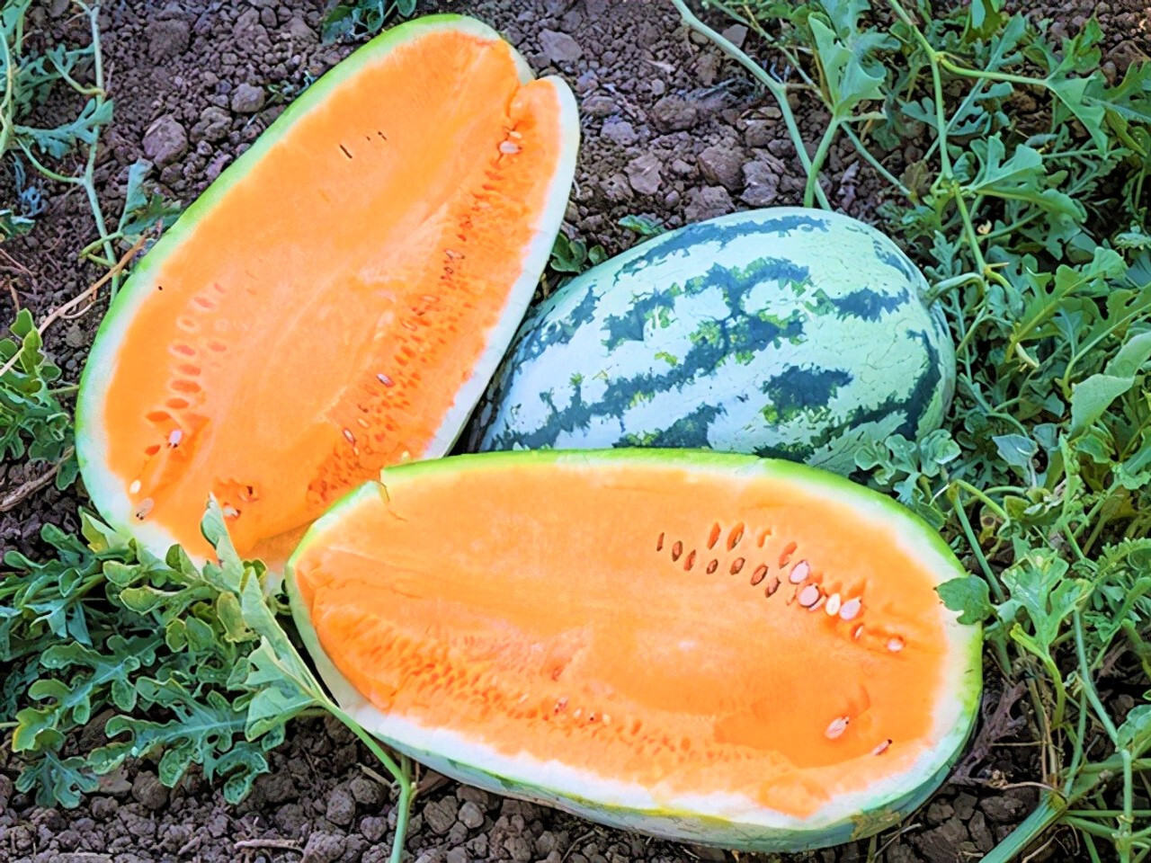 75 TENDERSWEET ORANGE WATERMELON FRESH FOR 2024 GARDENS