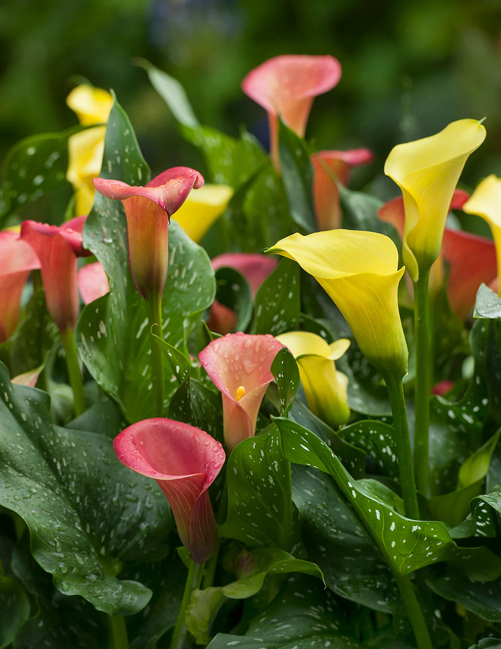 Mixed Calla Lilies – 9 tubers