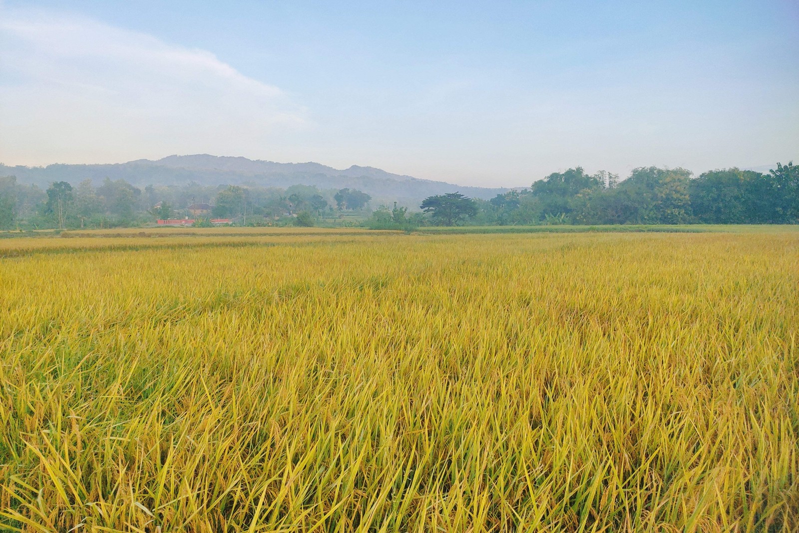 100 Long Grain BROWN WHITE RICE Oryza Sativa Vegetable Seeds