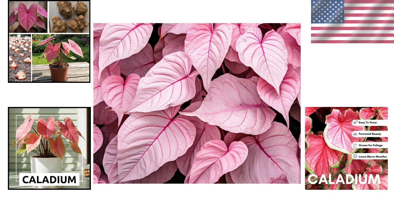 Colorful Caladium Bulbs – Hosta, Elephant Ears, Fancy Mix