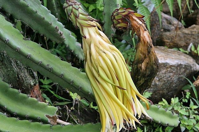 Hylocereus costaricensis | Night-blooming Cereus | 20 Seeds
