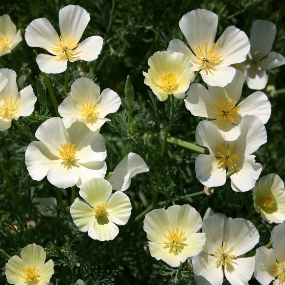 5,000 White Linen California Poppy Calif Eschscholzia Poppy Seeds For Planting