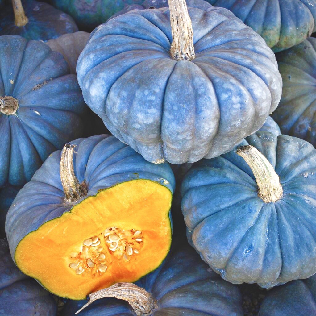 20 Blue Pumpkin Seeds | Jarradale Queensland Cinderella Doll|RARE|free Shipping!