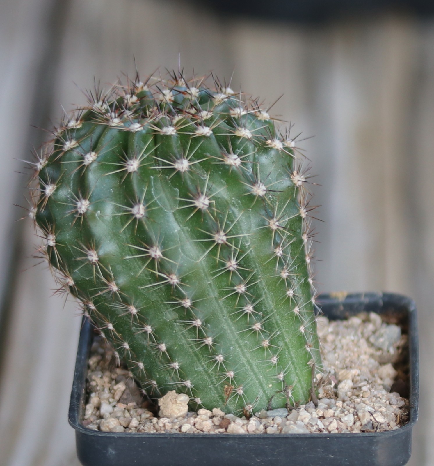 Echinopsis hybrid ‘Minuet’