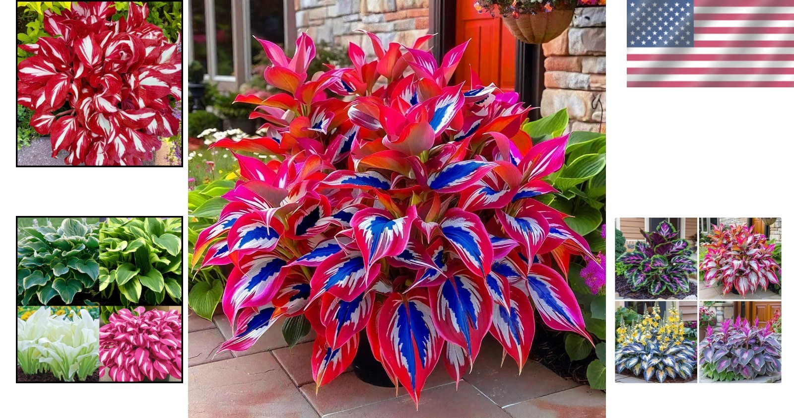200 Hosta Seeds – Low Maintenance, Mixed Ornamental Foliage for Patios