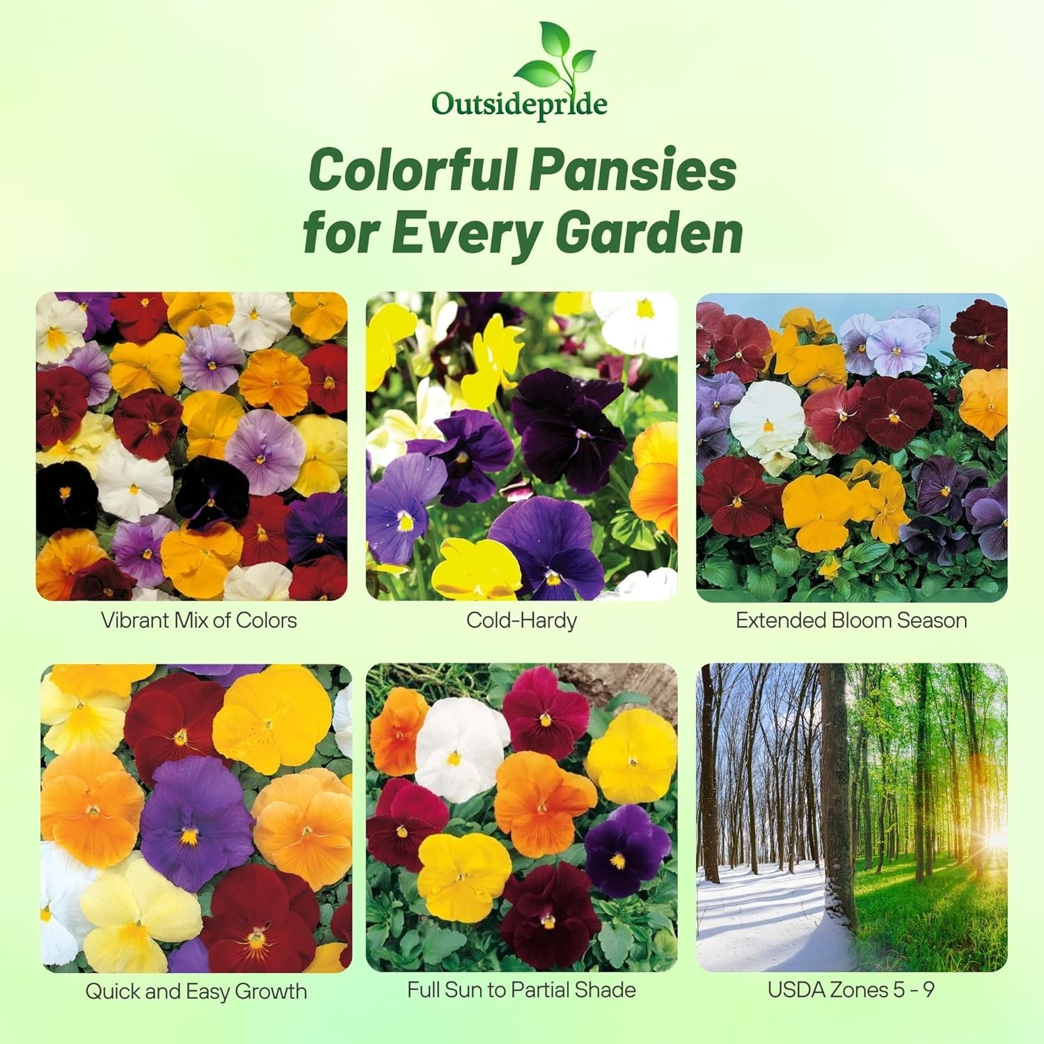 2000 Seeds Growing Pansies From Seed – Clear Crystals Flower Seeds