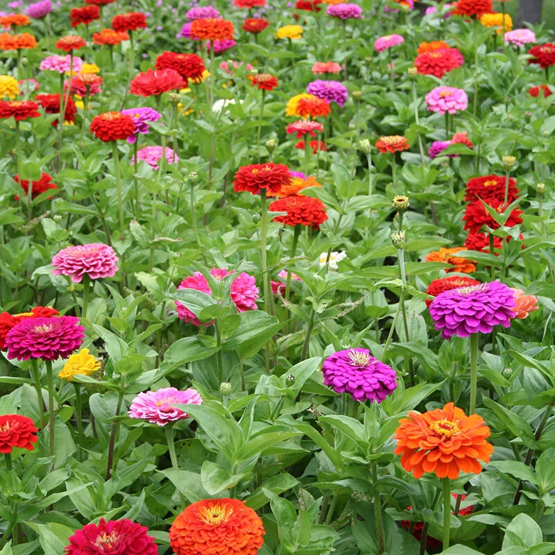 100 CALIFORNIA GIANT ZINNIA FLOWER MIX SEEDS ~ heirloomseedguy ~ 2026 ~ NON-GMO